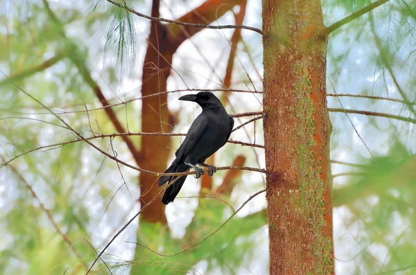 Cuervo en el árbol de ramas — Foto de Stock