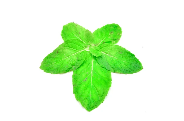 Green Mint leaves — Stock Photo, Image