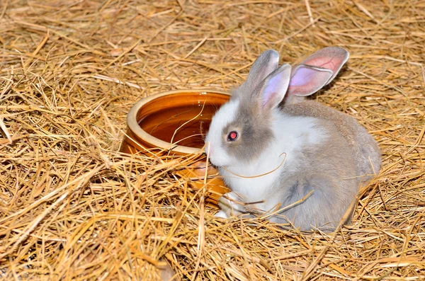 Lapin moelleux dans l'herbe séchée — Photo