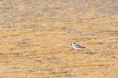 Küçük bir wader Calidris temmincki olduğunu.