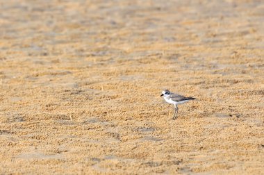 Küçük bir wader Calidris temmincki olduğunu.