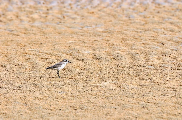 Calidris temminckii est un petit échassier . — Photo