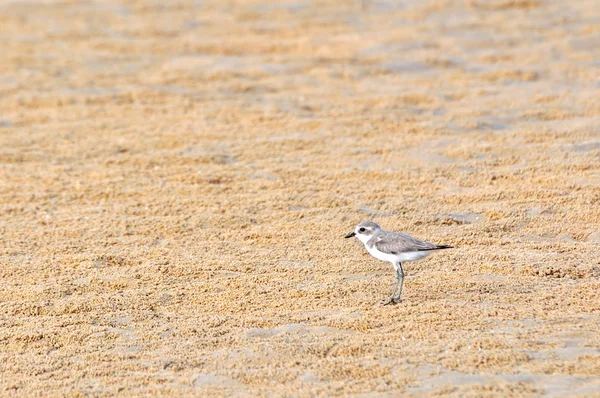 Calidris temminckii es un pequeño vadeador . — Foto de Stock