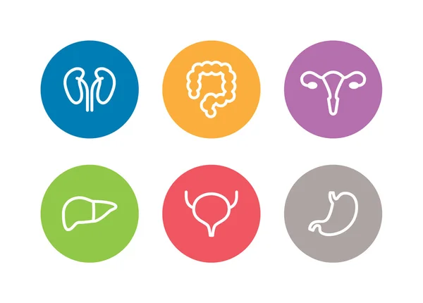 Icone degli organi interni umani vettoriali. Fegato, reni, utero, vescica, stomaco e colon — Vettoriale Stock
