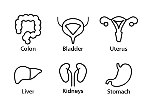 Vector iconos de órganos internos humanos. Hígado, riñones, útero, vejiga, estómago y colon — Archivo Imágenes Vectoriales