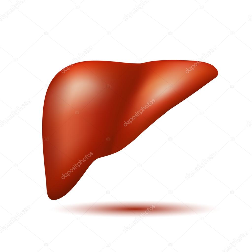 Semi-realistic vector human liver