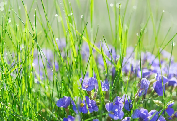 Backlit droplets morning dew on summer sunlit glade — Stock Photo, Image