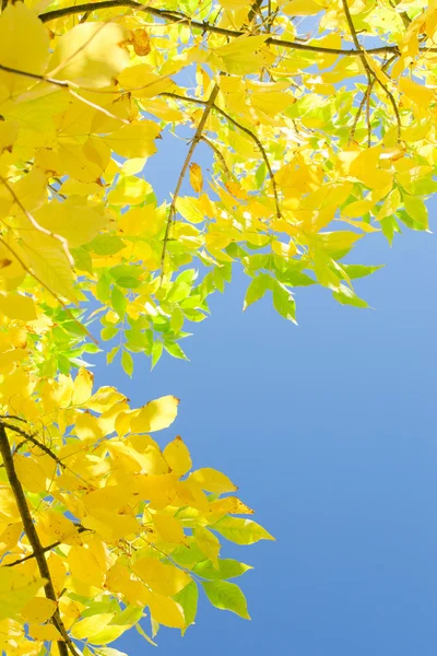 Vertical autumn background with yellow foliage over blue sky — Stock Photo, Image