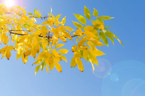 Backlit branch of autumn tree with yellow leaves — Stock Photo, Image