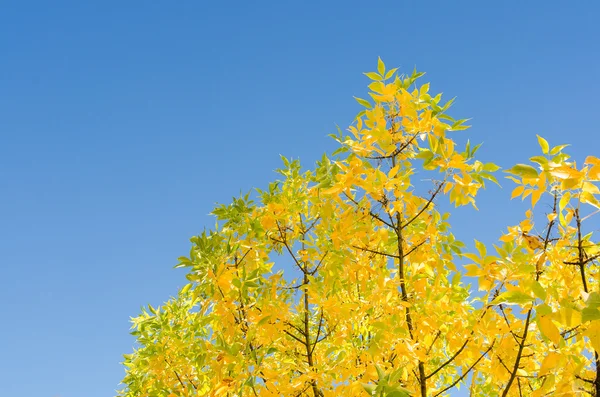 Autumn background with golden lush foliage — Stock Photo, Image