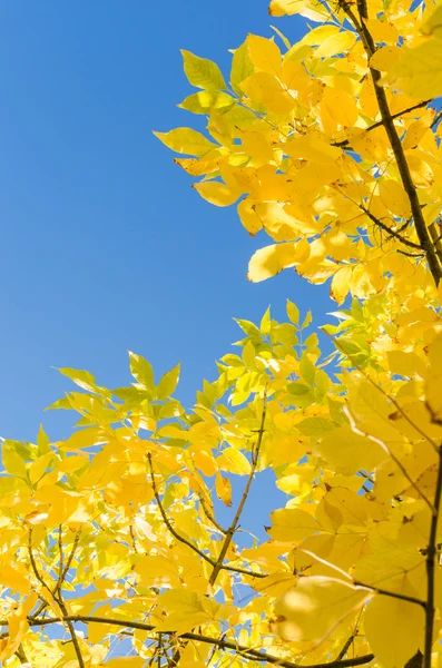 Herfst achtergrond met gele gebladerte over blauwe hemel Stockafbeelding