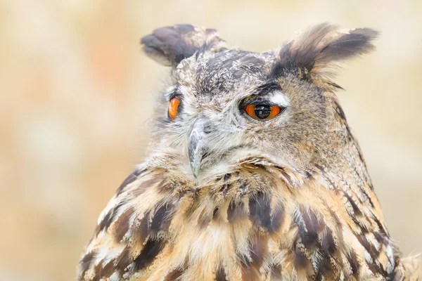 Bubo veya kartal baykuş kuş sessiz gece avcı — Stok fotoğraf