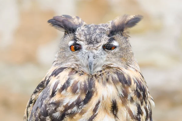 Horned sova nebo bubo pták detailní portrét — Stock fotografie