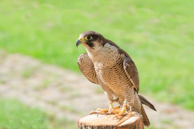 Hunt raptor kuş hawk veya Şahin için evcil eğitim