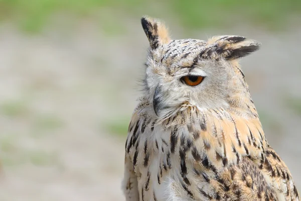 Night silent hunter horned owl with ear-tufts — Stock Photo, Image