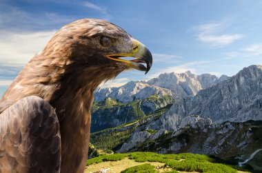 Altın Kartal, Alp Dağları yatay havadan görünümü