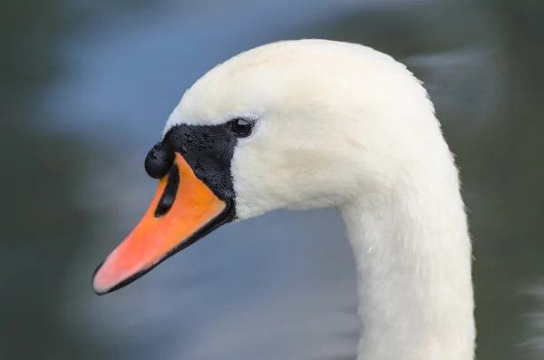 Profil de la tête portrait unique de cygne gracieux blanc — Photo