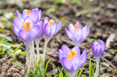 Vivid spring blooming crocuses or saffron sunlit flowers clipart
