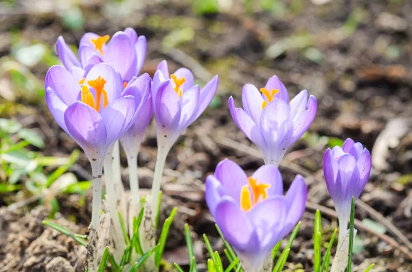 Levande våren blommande krokusar eller saffran solbelysta blommor Royaltyfria Stockbilder