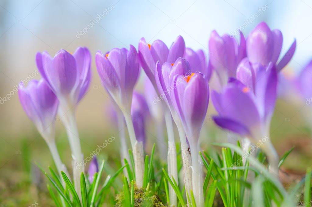 Beautiful spring crocus flowers on sunlit Alpine glade — Stock Photo