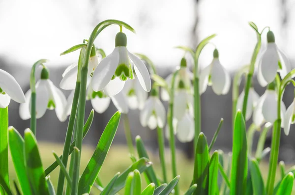 Sunlit beautiful blossom of snowdrops or galanthus on Alps glade — Stock Photo, Image