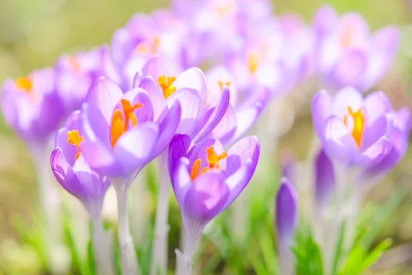 Sköra och mjuka violett crocus vårblommor — Stockfoto