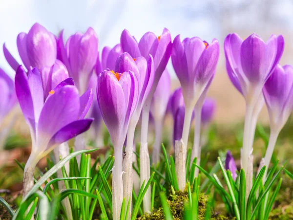 Beautiful spring blooming purple crocus flowers — Stock Photo, Image
