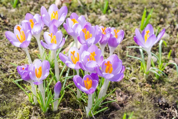 Primavera azafrán flores en el prado del sol — Foto de Stock