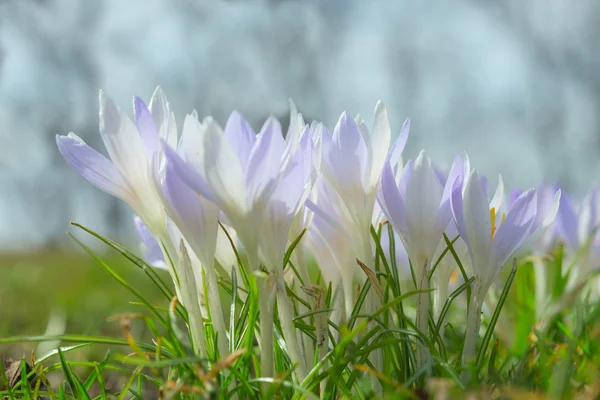 Fondo de pantalla de primavera o fondo con suave pastel azul crocus fl —  Fotos de Stock