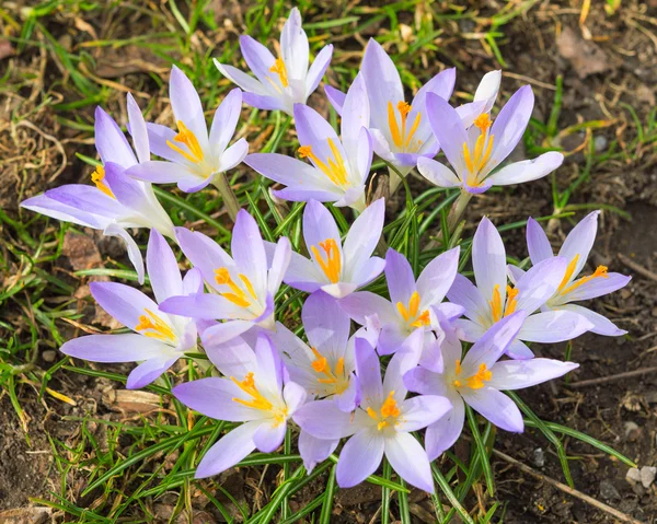 Tierna luz lila cocodrilo flores de primavera — Foto de Stock