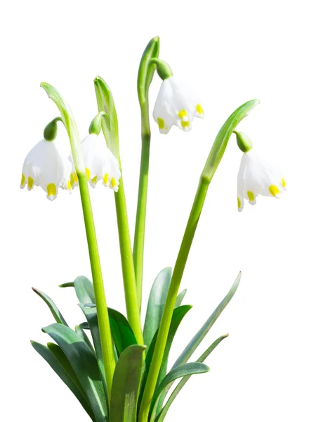 Isolerade Leucojum snödroppar första vita vårblommor Royaltyfria Stockbilder