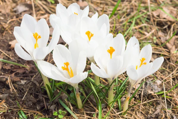 Tenera primavera fioritura fiori di croco bianchi — Foto Stock