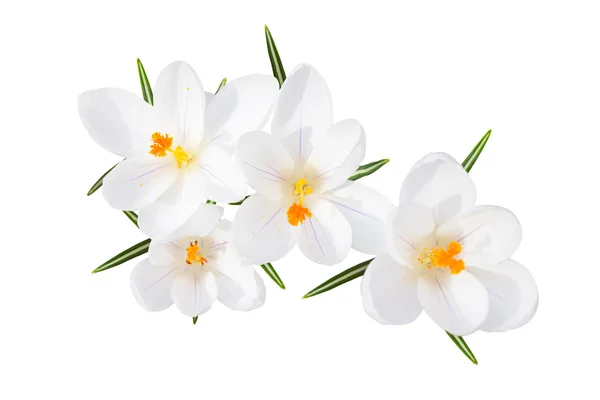 White spring crocus flowers isolated top view — Stock Photo, Image