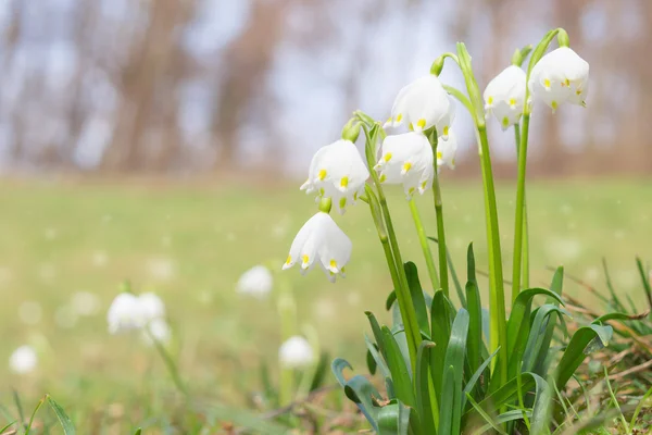 Leucojum printemps gouttes de neige sur la clairière brillante dans la forêt — Photo