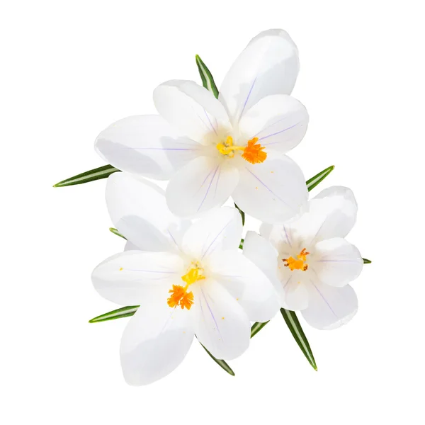 Våren blommande bräckliga crocus vita blommor isolerade Stockbild