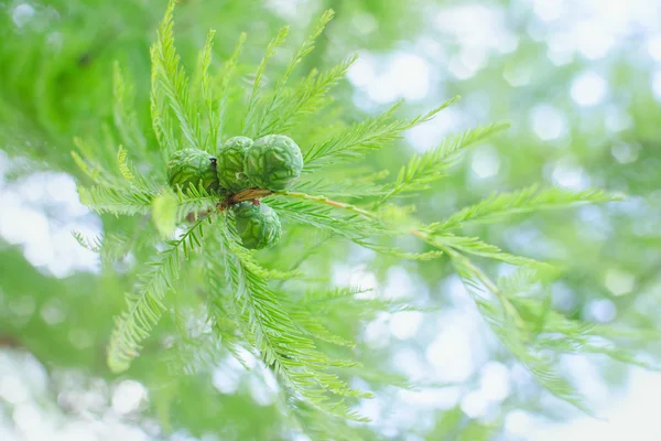 Sunlit pastel cypress branch with lush foliage and green cones