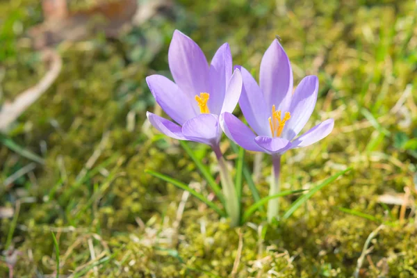 Spring sunlight crocus pastel flowers on sunshine Alpine meadow — Stock Photo, Image