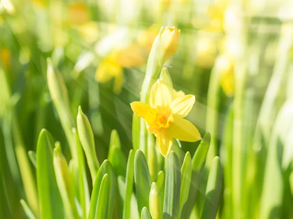 Spring blossoming yellow daffodils narcissi flowers with bright — Stock Photo, Image