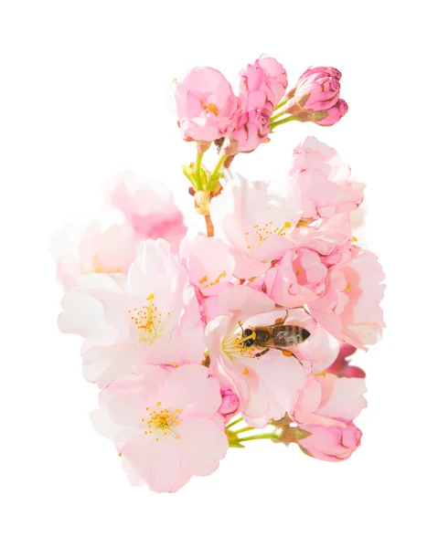 Isolated bunch spring blossom pink flowers with honeybee obtaini — Stock Photo, Image