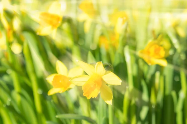 Spring blossom narcissus daffodils yellow sunlit flowers with su — Stock Photo, Image