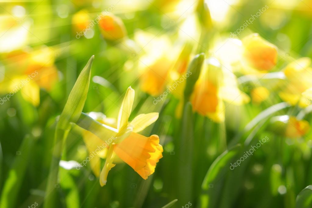 春に黄色の花の明るい木漏れ日 S 水仙水仙 ストック写真 C Servickuz
