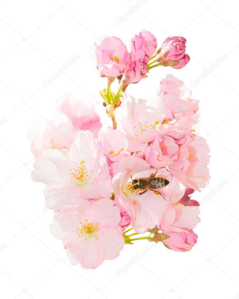 Isolated bunch spring blossom pink flowers with honeybee obtaini