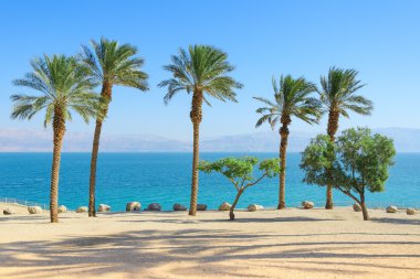 Dead Sea toplayan sunshine Coast palmiye ağaçları ile 