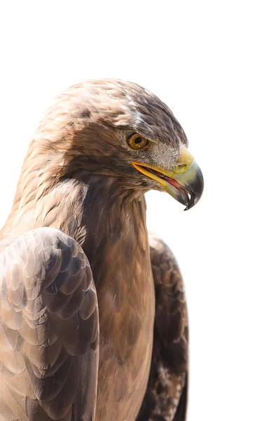 Vertical close-up profile portrait of golden eagle — Stock Photo, Image