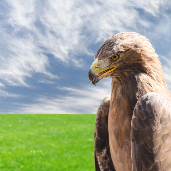 Perfil vertical retrato de águia dourada sobre o céu e grama — Fotografia de Stock
