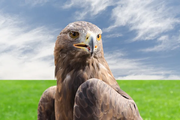 Golden eagle strong raptor bird against cloudy sky and grass — Stock Photo, Image