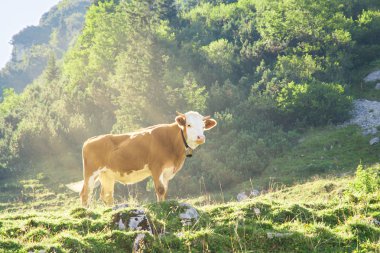 Hereford sığır ırkı inek Alp Dağları yamacında otlatma sığır eti