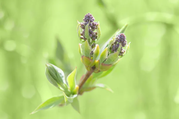 Springtime bush sprouting sprig with blossoming leaves and fresh — Stock Photo, Image