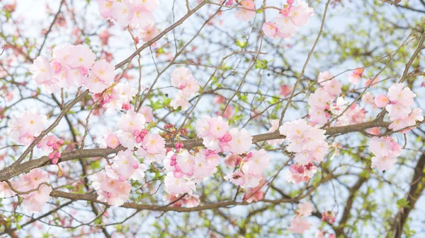 Весняна квітуча яблуня зі свіжим листям і рожевою ниткою — стокове фото