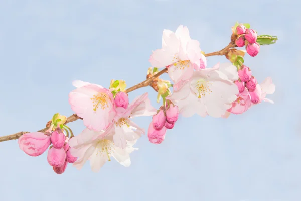 Primavera granchio melo delicati fiori contro il cielo blu — Foto Stock